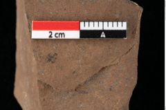 Foto (Detailansicht) von Glyptostrobus europaeus Brongniart (NHMW-GEO-2024-0188-0157)
